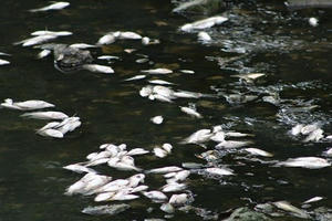 Chịu trận để phát triển? Chịu trận để phát triển?