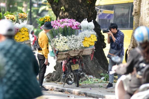 Dạo quanh Hà Nội ngắm "họa mi" dịu dàng xuống phố Dạo quanh Hà Nội ngắm "họa mi" dịu dàng xuống phố