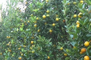 Quất Tứ Liên phục vụ Tết, thương lái đã đặt mua cả vườn