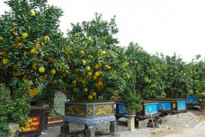 Vườn bưởi cảnh tiền tỷ tất bật chuẩn bị vào vụ Tết