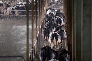 Ấn tượng Cụm trang trại bò sữa công nghệ cao lớn nhất châu Á trong mắt các Đại sứ ASEAN Ấn tượng Cụm trang trại bò sữa công nghệ cao lớn nhất châu Á trong mắt các Đại sứ ASEAN