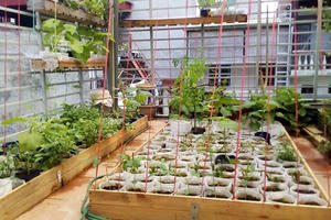 Ông bố trẻ 2 con tự may túi vải, trồng rau sạch cho con