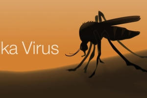 Gần 100 người nhiễm virus Zika tại TP HCM