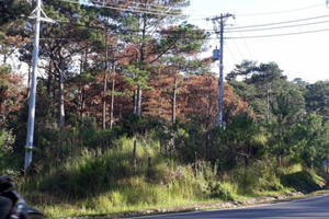 Xác định đối tượng đầu độc rừng thông ở Lâm Đồng để chiếm đất