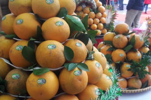 Nghệ An: Người tiêu dùng thích thú với những sản phẩm sáng tạo làm từ “đặc sản” cam Vinh