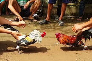 Bắt 11 đối tượng tham gia sát phạt bằng hình thức đá gà ăn tiền giữa vườn điều