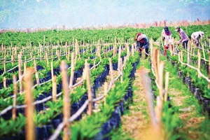 HAGL Agrico (HNG) không ngại gia tăng vay nợ