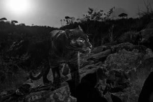 Xuất hiện hai con báo đen trong khu dân cư tại Đồng Nai?