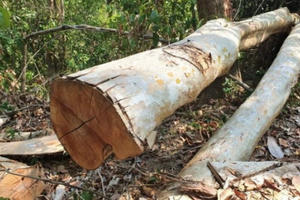 Phát hiện vụ phá rừng quy mô lớn ở Đắk Lắk