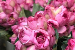 Chị gái Hà Thành hái 5.000 bông sen 100 cánh ướp trà chiều khách