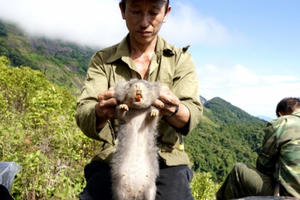 Nhiều loài thú mới được phát hiện tại Khu bảo tồn thiên nhiên Pù Hoạt