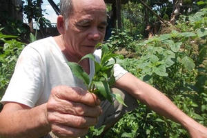 Người Ca Dong trồng rau sạch