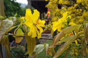 Quảng Ninh: Rực rỡ sắc Mai vàng Yên Tử