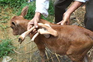 Nghệ An: Hàng trăm người kéo nhau đi xem con bê... 7 chân