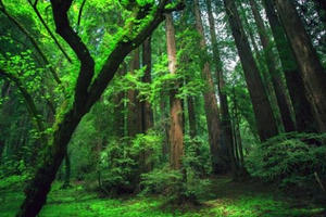 Khi nào nhà nước thu hồi rừng?