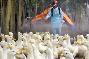 Ghi nhận thêm ổ dịch cúm gia cầm mới tại Đắk Lắk