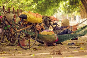 Chùm ảnh: Đẹp mê hồn "giấc mơ trưa" giữa mùa hè nắng gắt