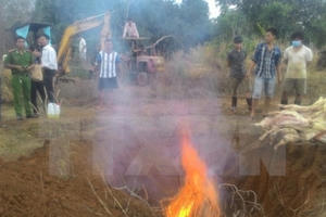 Hưng Yên bắt quả tang một lò mổ có hơn 4 tạ thịt lợn chết