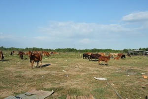 Long An: Có nhiều sai phạm, vướng mắc tại Dự án Cụm công nghiệp Nhựt Chánh II