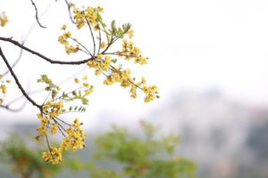 Mê mẩn ngắm hoa điệp thả dáng bên mặt hồ Hà Nội