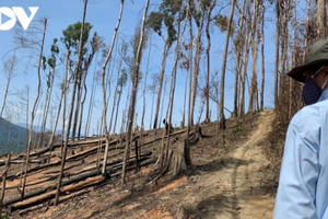 Rừng vàng ở Tây Nguyên biến mất, đất vàng vào tay ai?