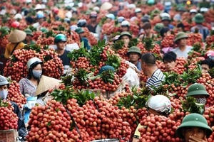 Không thương hiệu, nông sản Việt thua cả 'sân nhà' lẫn 'sân khách'