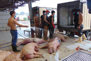 Sốc: 100% mẫu thịt heo, gà, vịt bị nhiễm khuẩn gây viêm não Sốc: 100% mẫu thịt heo, gà, vịt bị nhiễm khuẩn gây viêm não