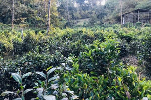 Về Phú Hội thưởng trà, tận hưởng bình yên