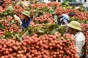 Nông dân Bắc Giang tất bật vào vụ thu hoạch vải