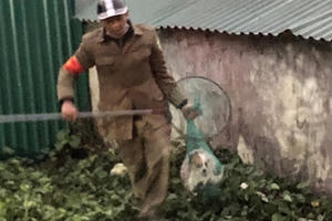 Chuyện bi hài của đội bắt chó thả rông