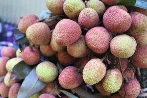 Thương lái Trung Quốc không thu mua, vải sớm được mùa, giá bằng nửa năm ngoái