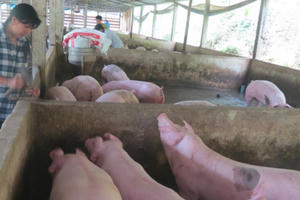 Giá heo hơi hôm nay 10/12: Lập đỉnh mới, bao giờ đạt 90.000đ/kg?