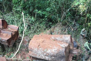 [Photo] Xót xa rừng nghiến cổ thụ bị "xẻ thịt" không thương tiếc