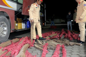 Khám xe khách phát hiện gần 1 tấn gỗ trắc quý hiếm