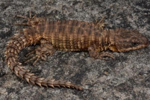 Kỳ thú những loài động vật mới được phát hiện năm 2019