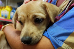 Clip 2 chú chó bị kéo lê đến chảy máu trên đường phố và đoạn kết đẹp từ sự "bao đồng" của người Sài Gòn