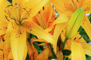 Thực hư tin đồn hoa ly gây ngộ độc