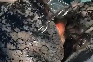 Hình ảnh kinh hoàng của "lá phổi than" được cho là quảng cáo chống hút thuốc lá tốt nhất từ trước đến nay