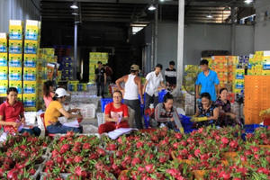 Nhiều giải pháp bảo đảm đầu ra ổn định cho trái thanh long Bình Thuận