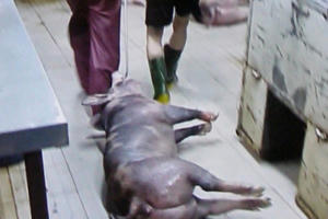 5.000 con heo nghi bị tiêm thuốc an thần trong lò mổ