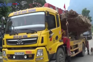 Vụ gỗ Gù Hương "khủng" tại Bắc Kạn: Cơ quan CSĐT vào cuộc