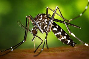 Zika tại TP HCM: 22/24 quận, huyện ghi nhận có ca nhiễm