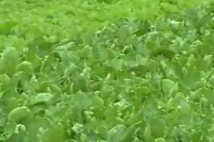 Tìm hiểu cách diệt trừ sâu bệnh cho rau an toàn