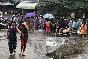 Đà Nẵng: Người dân hốt hoảng khi thấy cá sấu còn sống bán... giữa chợ