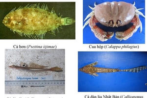 154 loại hải sản miền Trung khuyến cáo không nên ăn
