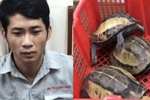 Đối tượng chuyên buôn bán rùa quý hiếm tại Hà Nội sa lưới