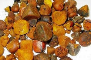 Bản tin Kinh tế Plus: Sỏi mật trâu bò đắt như vàng ròng