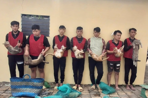 Triệt phá nhóm trộm mèo ở TP.HCM, sẵn sàng dùng bình xịt hơi cay tấn công người truy đuổi