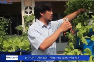 TP HCM: Độc đáo mô hình trồng rau trên rác