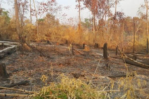 Gia Lai: Ban quản lý rừng Đức Cơ để mất hơn 9.000ha rừng